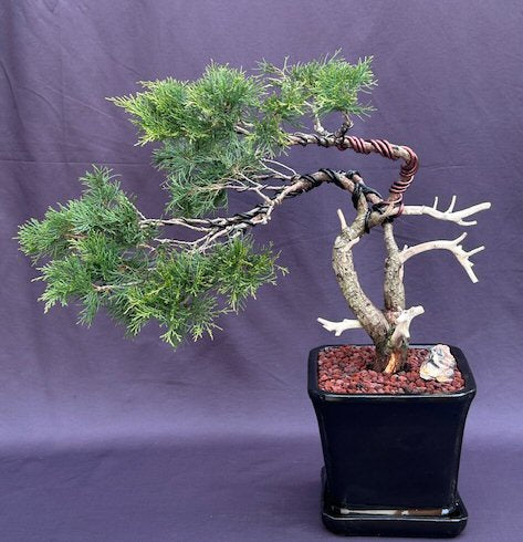 Savin Juniper Bonsai Tree Trained in Jin Style (Juniperus sabina) - Culture Kraze Marketplace.com