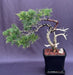 Savin Juniper Bonsai Tree Trained in Jin Style (Juniperus sabina) - Culture Kraze Marketplace.com