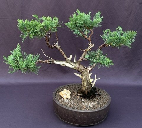 Juniper Bonsai Tree  Trained in Jin & Shari Style   (Juniperus Chinensis ‘parsonii’) - Culture Kraze Marketplace.com