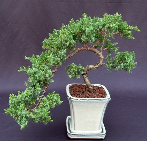 Juniper Bonsai Tree - Trained  (juniper procumbens nana) - Culture Kraze Marketplace.com
