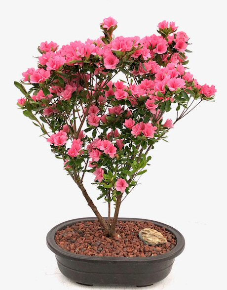 Flowering Rosebud Azalea Bonsai Tree ( Rhododendron 'Rosebud') - Culture Kraze Marketplace.com