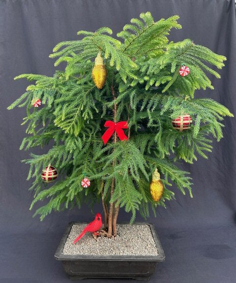 Norfolk Island Pine Bonsai Tree With Holiday Decorations   (araucaria heterophila) - Culture Kraze Marketplace.com