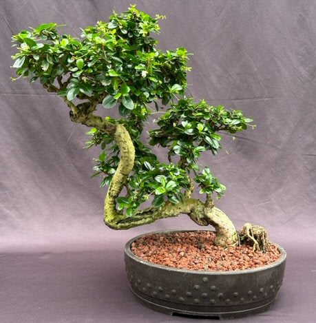 Flowering Fukien Tea Bonsai Tree Semi Cascade Style (ehretia microphylla) - Culture Kraze Marketplace.com