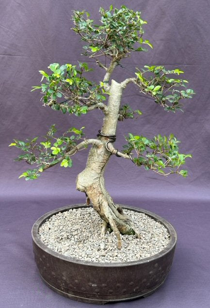 Chinese Elm Bonsai Tree  Tiered Branching Style (ulmus parvifolia) - Culture Kraze Marketplace.com