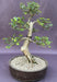 Chinese Elm Bonsai Tree  Tiered Branching Style (ulmus parvifolia) - Culture Kraze Marketplace.com