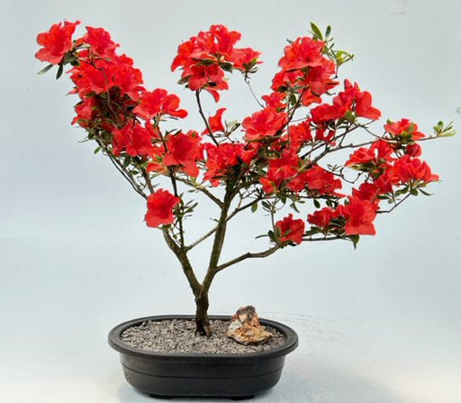 Flowering Red Azalea Bonsai Tree  ('Hino Crimson' (Kurume) - Culture Kraze Marketplace.com