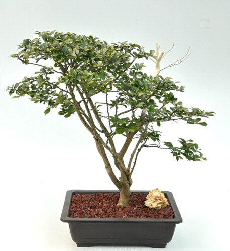 Flowering Diamond Dazzle Crape Myrtle Bonsai Tree (Lagerstroemia 'PIILAG I') - Culture Kraze Marketplace.com