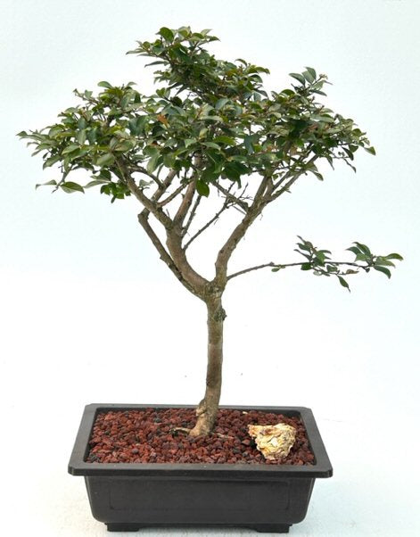 Flowering Razzle Dazzle Crape Myrtle Bonsai Tree (Lagerstroemia 'Gamad I') - Culture Kraze Marketplace.com