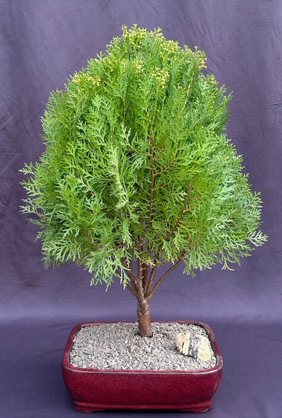 Gold Lawson Cypress Bonsai Tree  (Chamaecyparis lawsoniana 'Kelleriis Gold') - Culture Kraze Marketplace.com