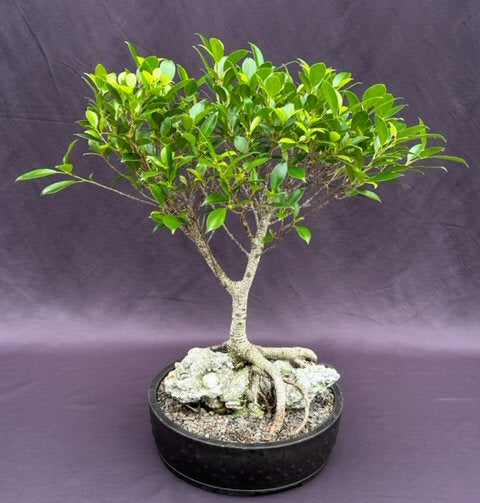 Ficus Retusa Bonsai Tree Root over Rock Style   (ficus retusa) - Culture Kraze Marketplace.com