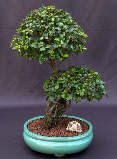 Flowering Sweet Plum Bonsai Tree Curved Trunk & Exposed Root Style (sageretia theezans) - Culture Kraze Marketplace.com