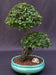 Flowering Sweet Plum Bonsai Tree Curved Trunk & Exposed Root Style (sageretia theezans) - Culture Kraze Marketplace.com