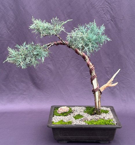 Shimpaku Juniper Bonsai Tree  (shimpaku itoigawa) - Culture Kraze Marketplace.com
