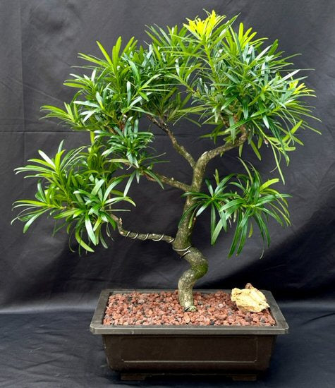 Flowering Podocarpus Bonsai Tree  Curved Trunk & Tiered Branching Style  (podocarpus macrophyllus) - Culture Kraze Marketplace.com