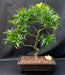 Flowering Podocarpus Bonsai Tree  Curved Trunk & Tiered Branching Style  (podocarpus macrophyllus) - Culture Kraze Marketplace.com