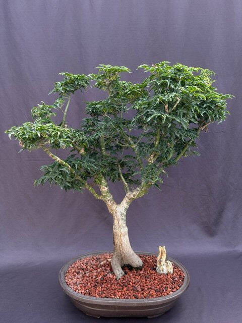 Shishigashira Japanese Maple Bonsai Tree  (acer palmatum 'shishigashira') - Culture Kraze Marketplace.com