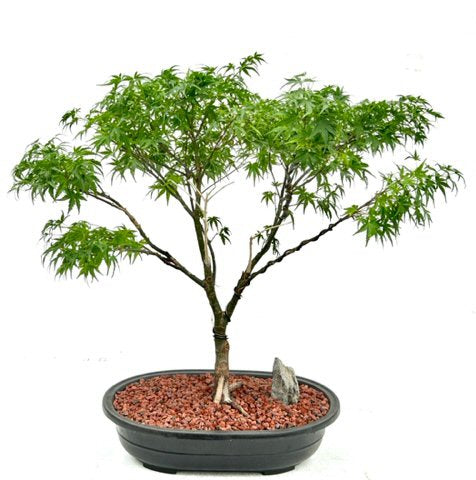 Sharps Pygme Japanese Maple Bonsai Tree Trained in Jin Style  (acer palmatum 'sharps pygme') - Culture Kraze Marketplace.com