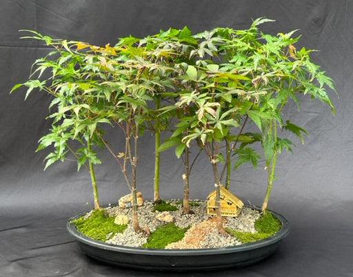 Japanese Maple Bonsai Tree  Seven Tree Forest Group (acer palmatum) - Culture Kraze Marketplace.com