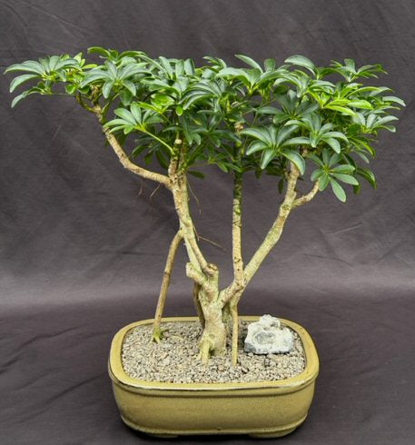 Hawaiian Umbrella Bonsai Tree Exposed Roots (arboricola schefflera) - Culture Kraze Marketplace.com