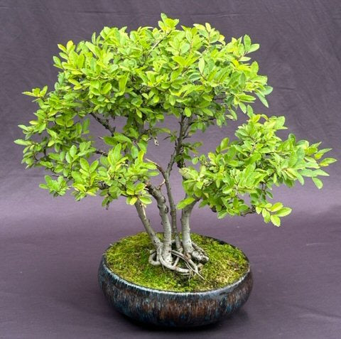 Chinese Elm Bonsai Tree - Clump Style   (ulmus parvifolia) - Culture Kraze Marketplace.com