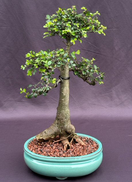 Chinese Elm Bonsai Tree  (ulmus parvifolia) - Culture Kraze Marketplace.com