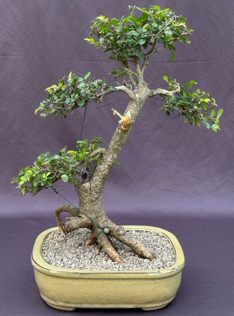 Chinese Elm Bonsai Tree Exposed Roots & Tiered Branching  (ulmus parvifolia) - Culture Kraze Marketplace.com