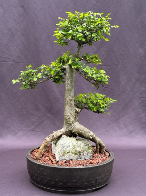 Chinese Elm Bonsai Tree Tiered Branching & Root Over Rock Style  (ulmus parvifolia) - Culture Kraze Marketplace.com