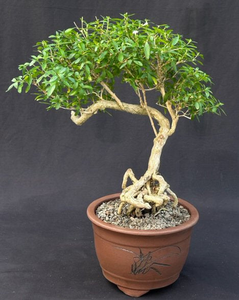 Chinese Flowering White Serissa  Bonsai Tree of a Thousand Stars  Exposed Roots (serissa japonica) - Culture Kraze Marketplace.com