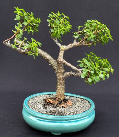 Baby Jade Bonsai Tree ("Pom-Pom") Style  (Portulacaria Afra) - Culture Kraze Marketplace.com
