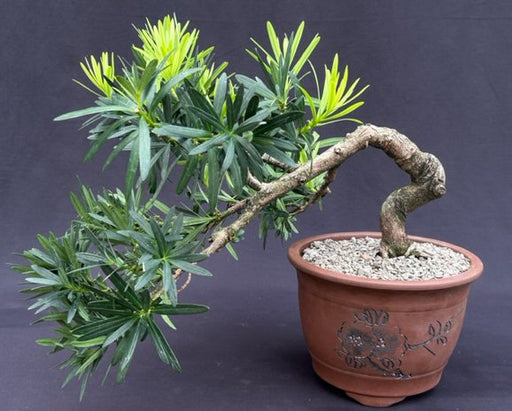 Flowering Podocarpus Bonsai Tree  Cascade Style  (podocarpus macrophyllus) - Culture Kraze Marketplace.com
