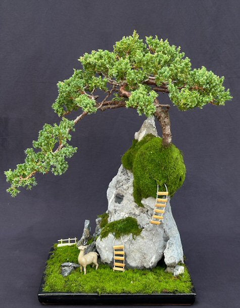 Juniper Bonsai Tree - Stone Landscape Scene  (juniper procumbens nana) - Culture Kraze Marketplace.com