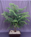 Norfolk Island Pine Bonsai Tree  (araucaria heterophila) - Culture Kraze Marketplace.com