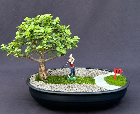 Baby Jade Bonsai Tree - Miniature Golf Course Scene  (portulacaria afra) - Culture Kraze Marketplace.com