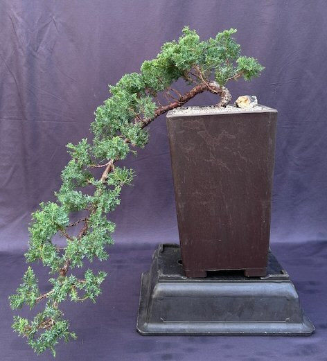 Juniper Bonsai Tree Cascade Style  (juniper procumbens nana) - Culture Kraze Marketplace.com