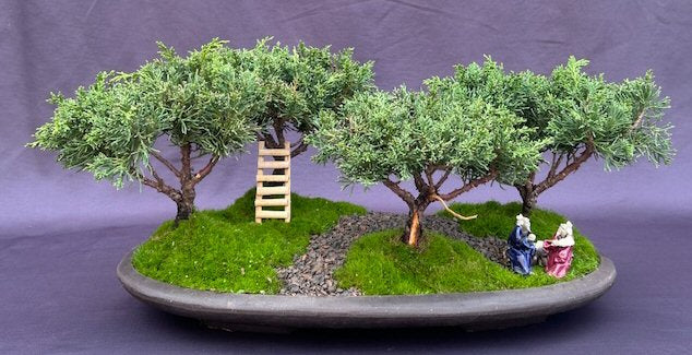 Shimpaku Juniper Bonsai Tree Four (4) Tree Forest Group  (juniperus chinensis) - Culture Kraze Marketplace.com
