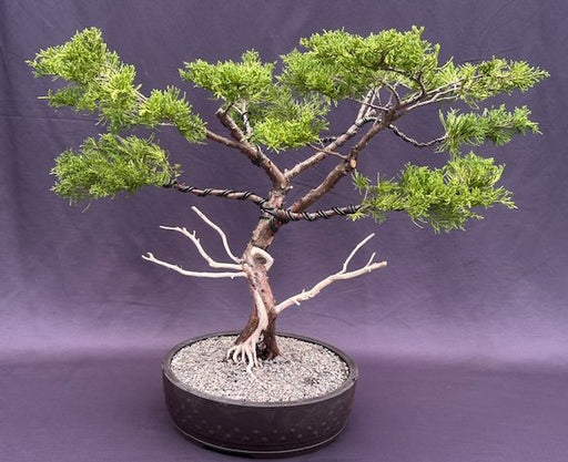 Golden Chinese Juniper Bonsai Tree Trained with Jin & Shari Style  (Juniperus × pfitzeriana 'Old Gold') - Culture Kraze Marketplace.com