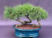 Twisty Mugo Pine Bonsai Tree 3 Tree Forest Group  (pinus mugo 'twisty') - Culture Kraze Marketplace.com