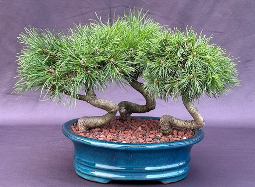 Twisty Mugo Pine Bonsai Tree 3 Tree Forest Group  (pinus mugo 'twisty') - Culture Kraze Marketplace.com
