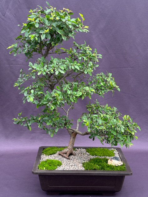 Chinese Elm Bonsai Tree (ulmus parvifolia) - Culture Kraze Marketplace.com