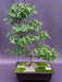 Chinese Elm Bonsai Tree (ulmus parvifolia) - Culture Kraze Marketplace.com