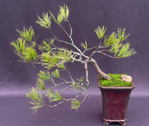 Seed Grown Pitch Pine Bonsai Tree Cascade Style (Pinus rigida) - Culture Kraze Marketplace.com