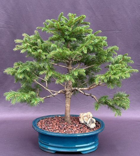 Norway Spruce Bonsai Tree  (picea abies 'cupressina') - Culture Kraze Marketplace.com