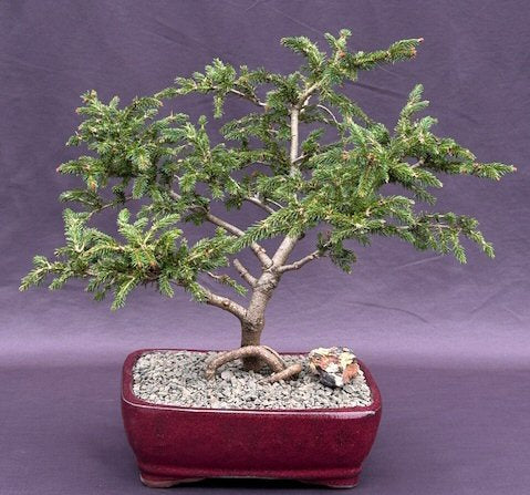 Dwarf Norway Spruce 'Pusch' Bonsai Tree  (picea abies 'pusch') - Culture Kraze Marketplace.com
