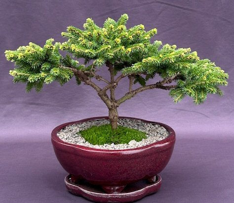 Oriental Spruce Bonsai Tree   (picea orientalis ‘Tom Thumb’) - Culture Kraze Marketplace.com