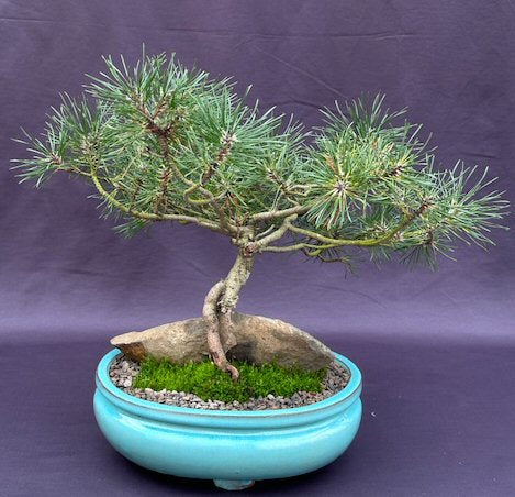 Mugo Pine Bonsai Tree Root Over Rock Style (pinus mugo 'valley cushion') - Culture Kraze Marketplace.com