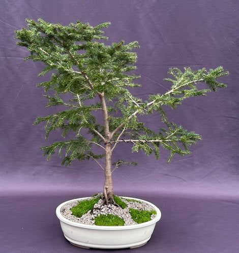 Oriental Spruce Bonsai Tree (Picea orientalis) - Culture Kraze Marketplace.com