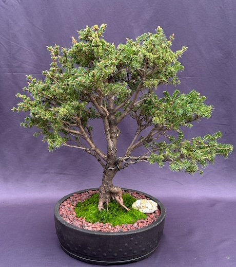 White Spruce Bonsai Tree (Picea glauca 'Monstrosa Nana') - Culture Kraze Marketplace.com