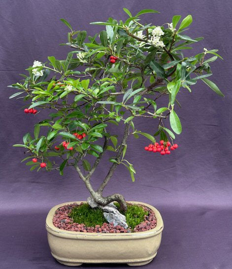 Flowering Pyracantha Bonsai Tree Root Over Rock Style  (pyracantha 'mohave') - Culture Kraze Marketplace.com