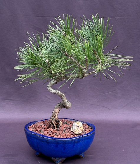 Japanese Black Pine Bonsai Tree Coiled Trunk Style  (pinus thunbergii 'thunderhead') - Culture Kraze Marketplace.com
