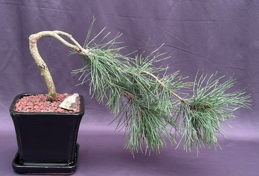 Contorted Eastern White Pine Bonsai Tree Cascade Style (pinus strobus 'Contorta') - Culture Kraze Marketplace.com